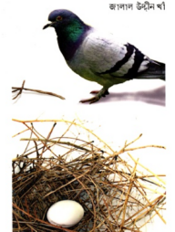 জালালগীতিকা 